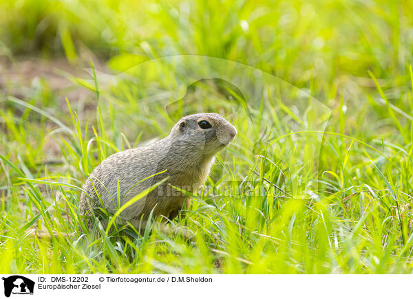 Europischer Ziesel / European ground squirrel / DMS-12202