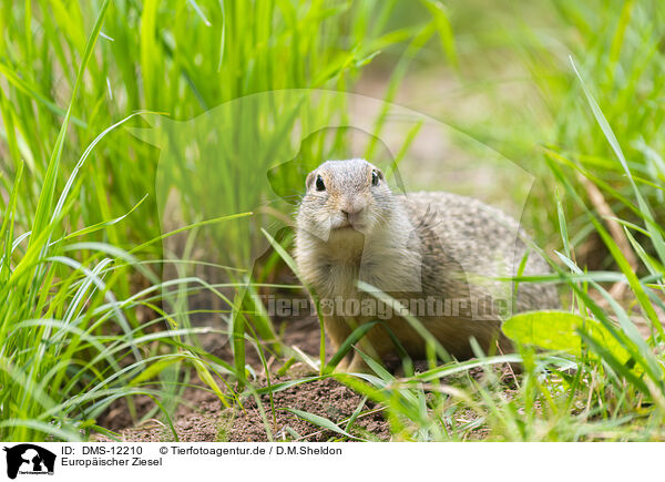 Europischer Ziesel / European ground squirrel / DMS-12210