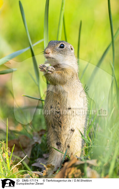 Europ�ischer Ziesel / european Ziesel / DMS-17174