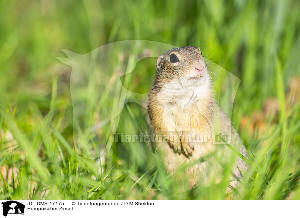 Europ�ischer Ziesel / european Ziesel / DMS-17175