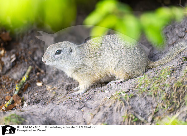 Europ�ischer Ziesel / european Ziesel / DMS-17187