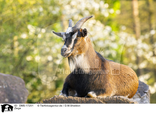 Ziege / goat / DMS-17201