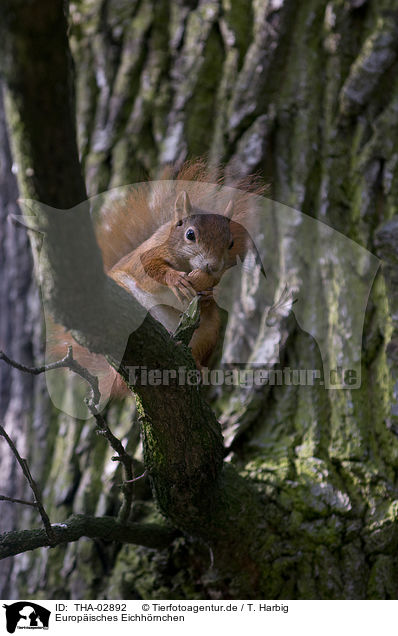 Europisches Eichhrnchen / red squirrel / THA-02892