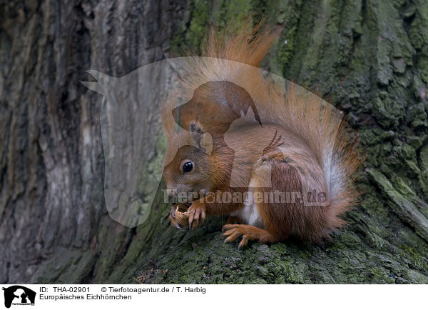 Europisches Eichhrnchen / THA-02901