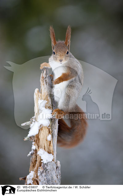 Europisches Eichhrnchen / red squirrel / WS-03807