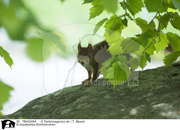 Europisches Eichhrnchen / Eurasian red squirrel / TM-02464