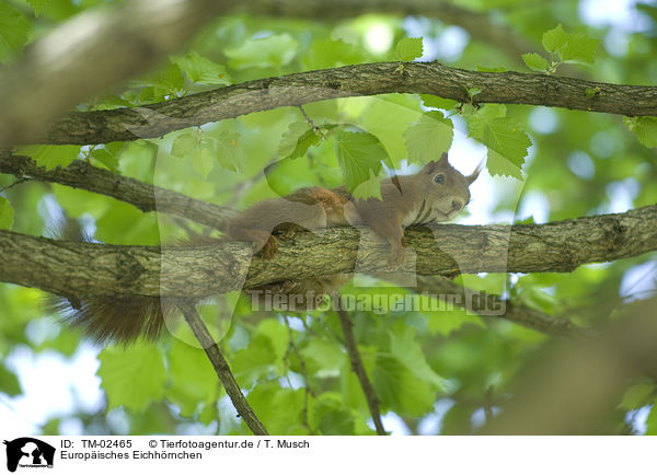 Europisches Eichhrnchen / Eurasian red squirrel / TM-02465