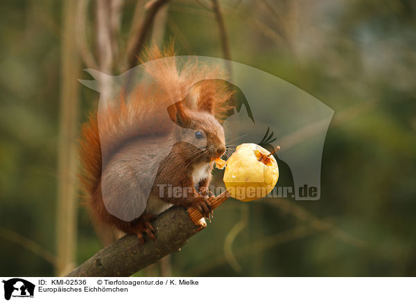 Europisches Eichhrnchen / red squirrel / KMI-02536