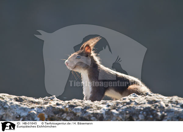 Europisches Eichhrnchen / HB-01645