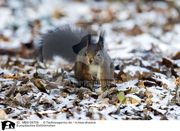 Europisches Eichhrnchen / red squirrel / MBS-08758