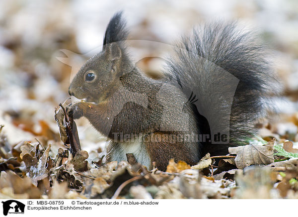 Europisches Eichhrnchen / red squirrel / MBS-08759