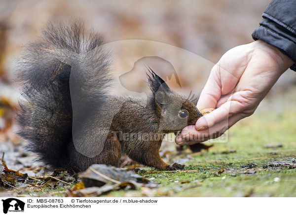 Europisches Eichhrnchen / red squirrel / MBS-08763