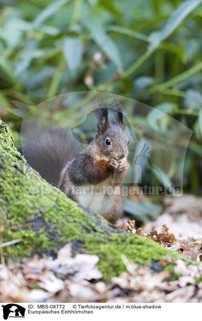 Europisches Eichhrnchen / red squirrel / MBS-08772