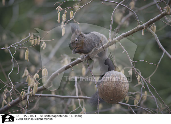 Europisches Eichhrnchen / Eurasian red squirrel / THA-04921