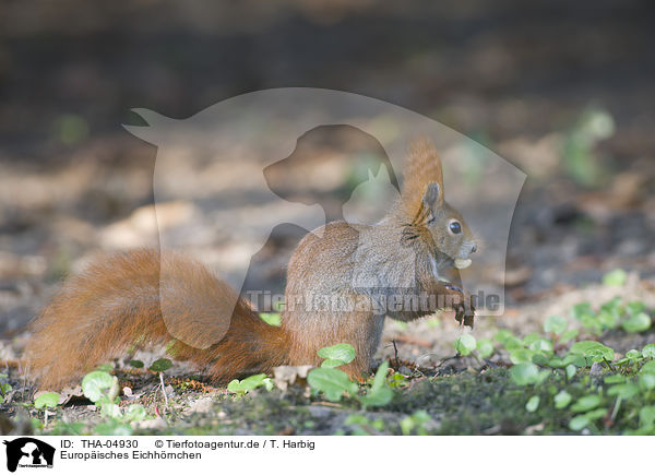 Europisches Eichhrnchen / Eurasian red squirrel / THA-04930