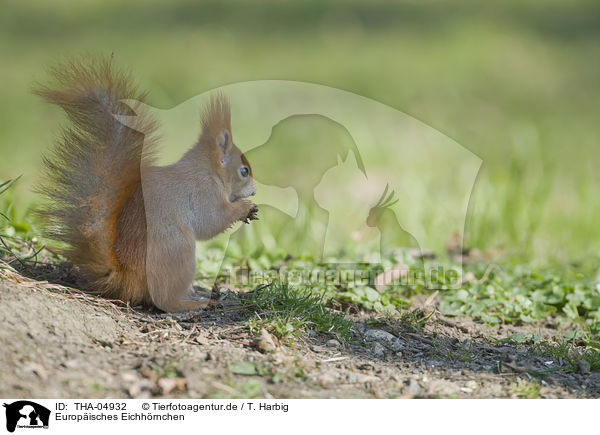 Europisches Eichhrnchen / Eurasian red squirrel / THA-04932