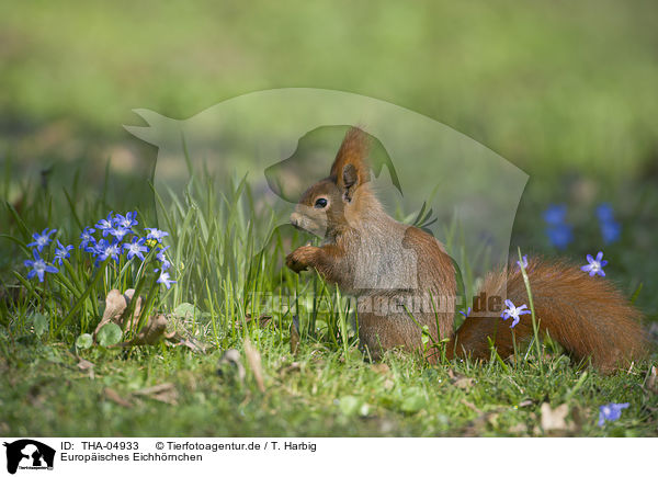 Europisches Eichhrnchen / Eurasian red squirrel / THA-04933