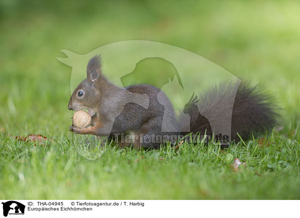 Europisches Eichhrnchen / Eurasian red squirrel / THA-04945