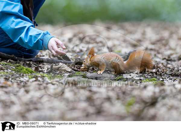 Europisches Eichhrnchen / Eurasian red squirrel / MBS-09071