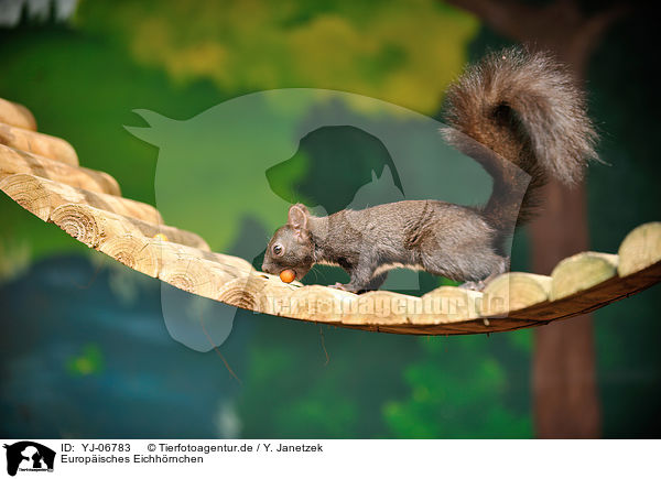 Europisches Eichhrnchen / Eurasian red squirrel / YJ-06783