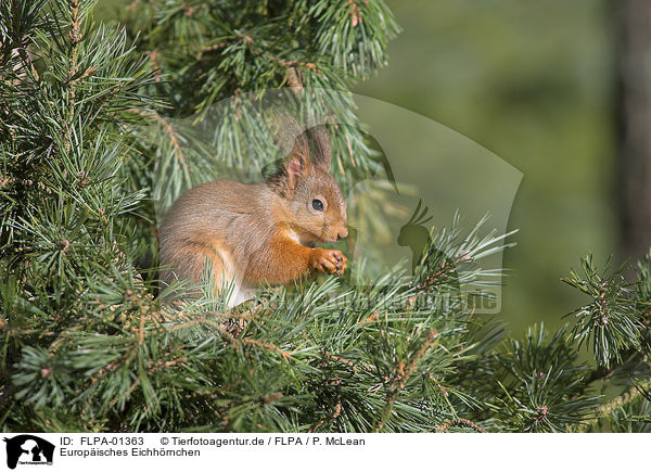 Europisches Eichhrnchen / Eurasian red squirrel / FLPA-01363