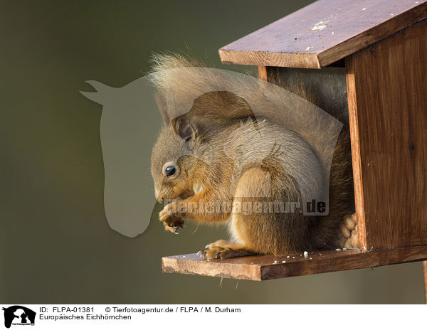 Europisches Eichhrnchen / Eurasian red squirrel / FLPA-01381