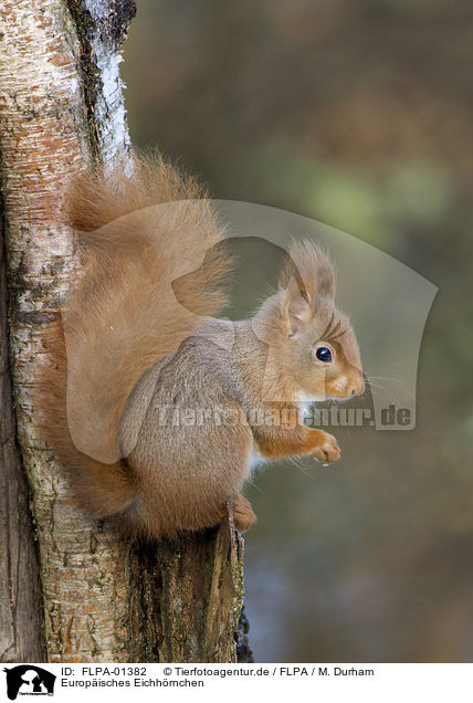 Europisches Eichhrnchen / Eurasian red squirrel / FLPA-01382