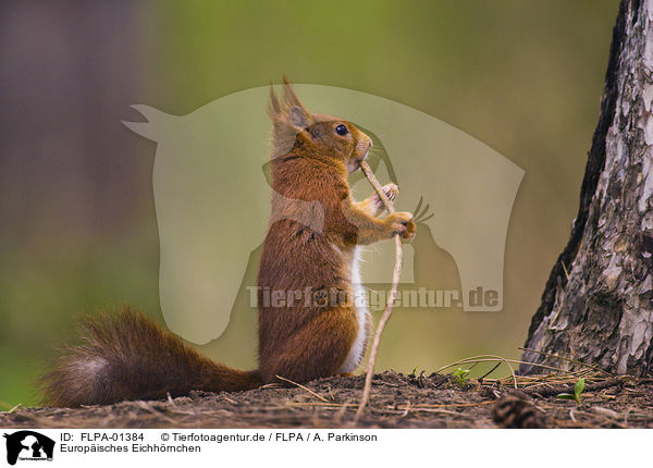 Europisches Eichhrnchen / Eurasian red squirrel / FLPA-01384