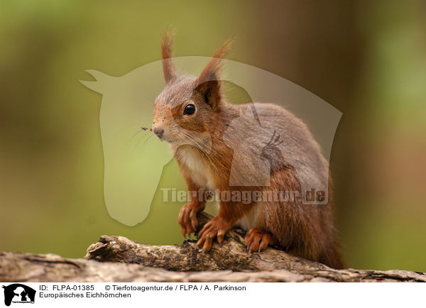 Europisches Eichhrnchen / Eurasian red squirrel / FLPA-01385