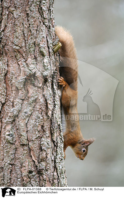 Europisches Eichhrnchen / Eurasian red squirrel / FLPA-01388