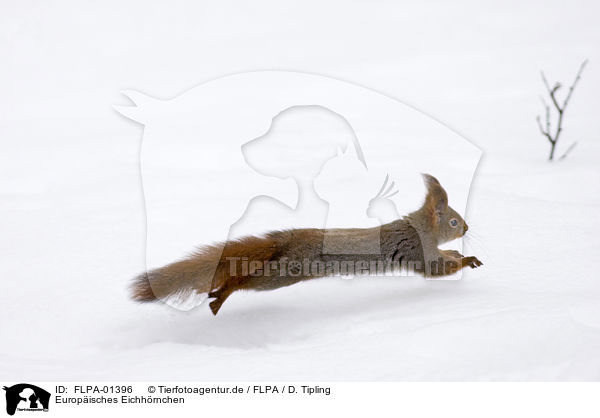 Europisches Eichhrnchen / Eurasian red squirrel / FLPA-01396