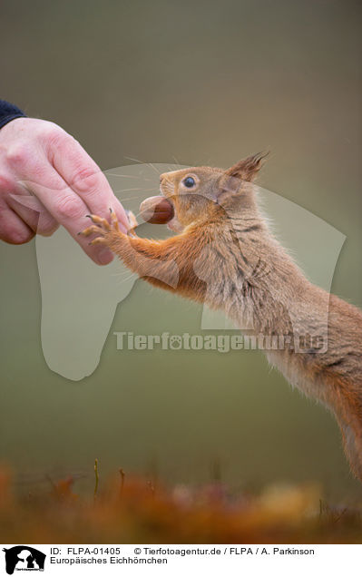 Europisches Eichhrnchen / Eurasian red squirrel / FLPA-01405