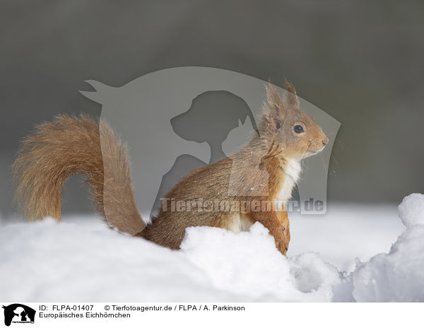 Europisches Eichhrnchen / Eurasian red squirrel / FLPA-01407