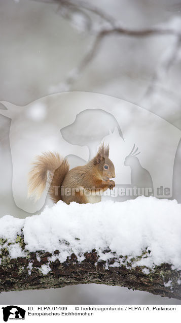Europisches Eichhrnchen / Eurasian red squirrel / FLPA-01409