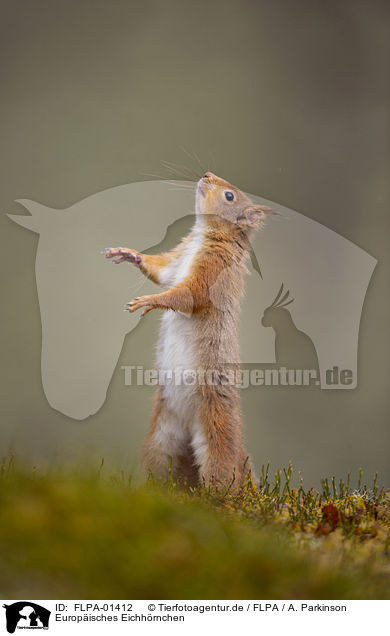 Europisches Eichhrnchen / Eurasian red squirrel / FLPA-01412