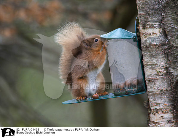Europisches Eichhrnchen / Eurasian red squirrel / FLPA-01433