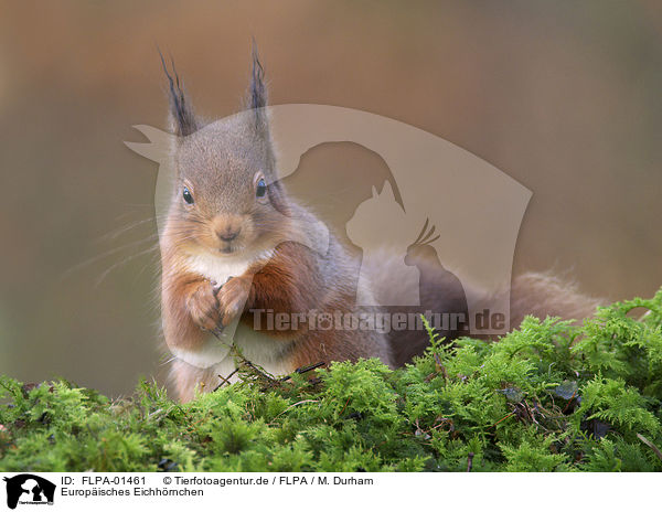 Europisches Eichhrnchen / Eurasian red squirrel / FLPA-01461