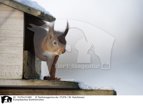 Europisches Eichhrnchen / Eurasian red squirrel / FLPA-01466