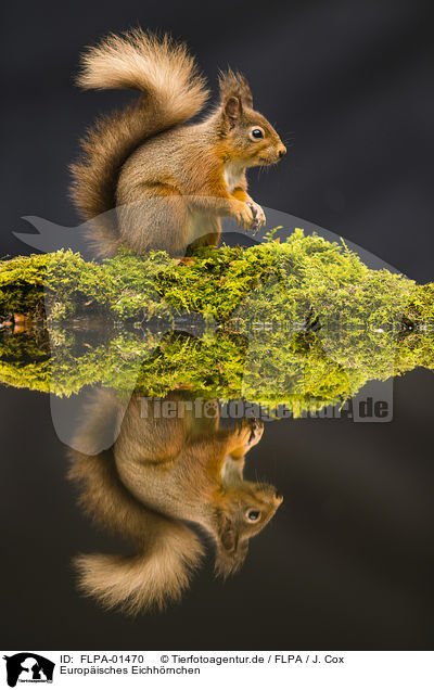 Europisches Eichhrnchen / Eurasian red squirrel / FLPA-01470