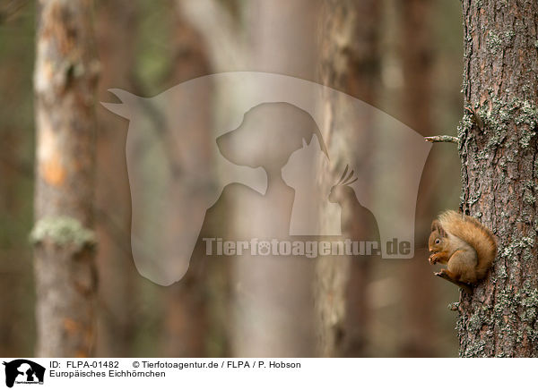 Europisches Eichhrnchen / Eurasian red squirrel / FLPA-01482