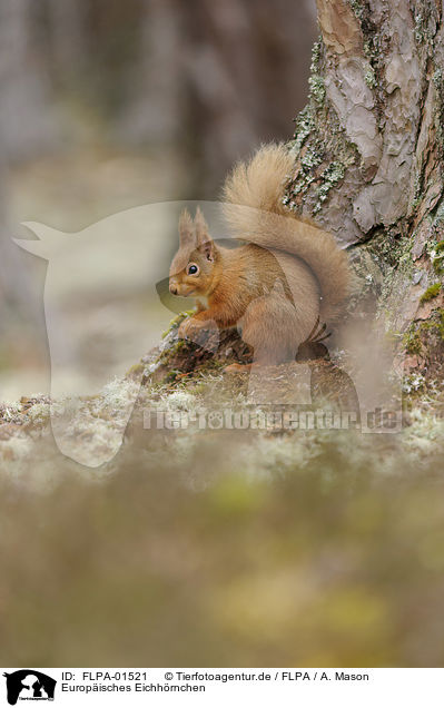 Europisches Eichhrnchen / Eurasian red squirrel / FLPA-01521