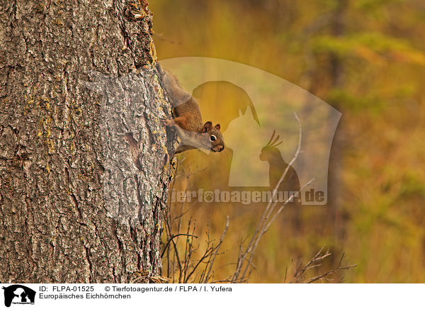 Europisches Eichhrnchen / Eurasian red squirrel / FLPA-01525