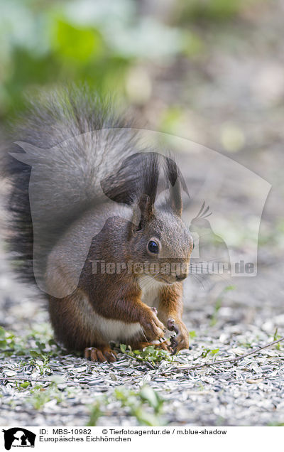 Europisches Eichhrnchen / Eurasian red squirrel / MBS-10982