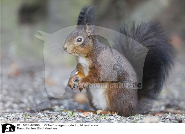 Europisches Eichhrnchen / Eurasian red squirrel / MBS-10986