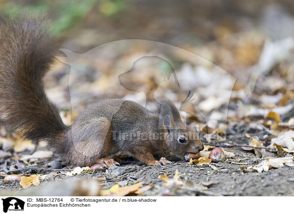 Europisches Eichhrnchen / Eurasian red squirrel / MBS-12764