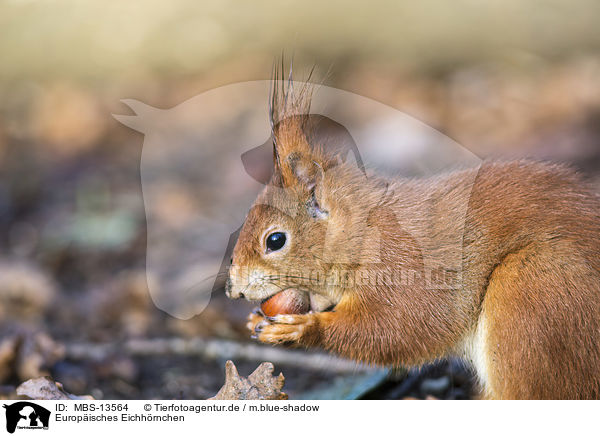 Europisches Eichhrnchen / Eurasian red squirrel / MBS-13564