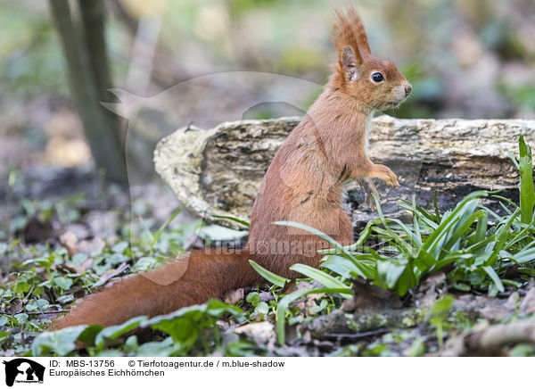 Europ�isches Eichh�rnchen / Eurasian red squirrel / MBS-13756