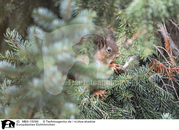 Europisches Eichhrnchen / Eurasian red squirrel / MBS-15099
