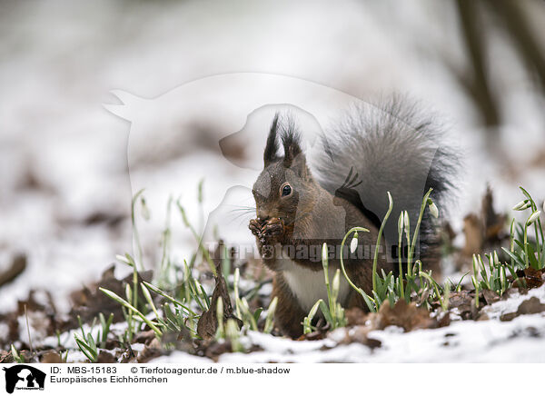 Europisches Eichhrnchen / Eurasian red squirrel / MBS-15183