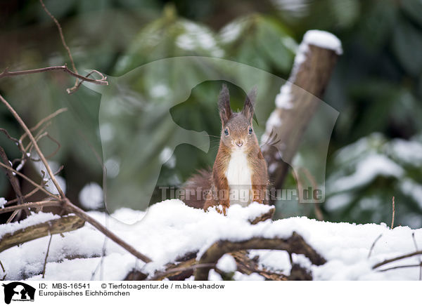 Europisches Eichhrnchen / Eurasian red squirrel / MBS-16541
